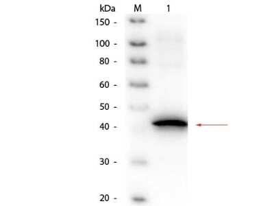 Sarcosine oxidase Antibody [Biotin] (NB100-2021): Novus Biologicals